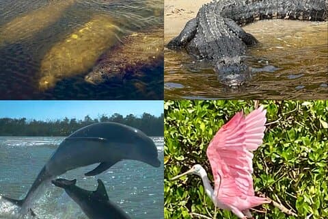 Recorrido ecológico por la playa en barco con manatíes, delfines y 10 000 islas