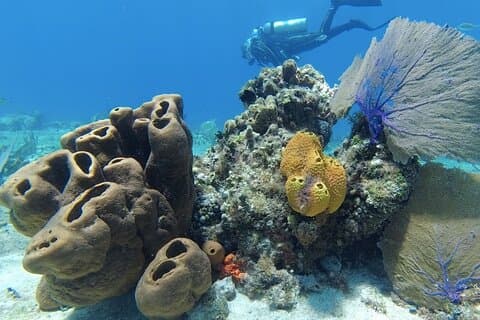Freizeittauchen - Playa del Carmen Dive Machine