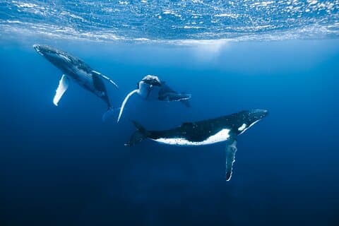 Private Whale Watching Adventure in Mo'orea