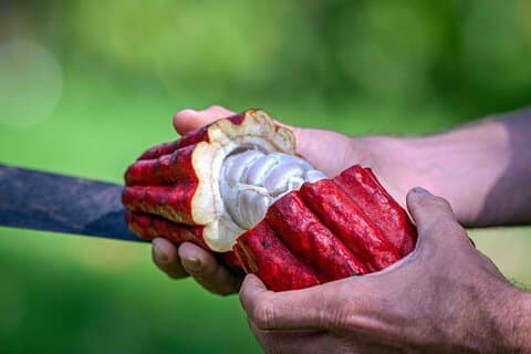 Big Island: ambachtelijke chocoladeproeverij en boerderijtour in Hilo