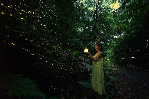 【March-June】Firefly Viewing & Stargazing tour with Official Guide