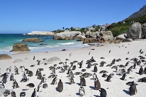 Cape Town Private Tour -Cape Point Penguins with Transport
