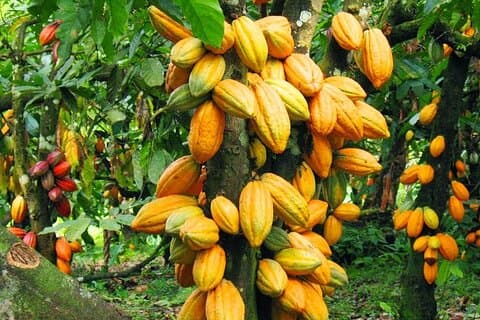 Cacaoboerderij, Botanische tuin, Waterval Natuurervaring
