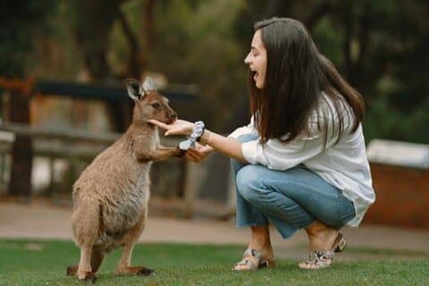 Fra Sydney Blue Mountains Private Tour med Wildlife Park