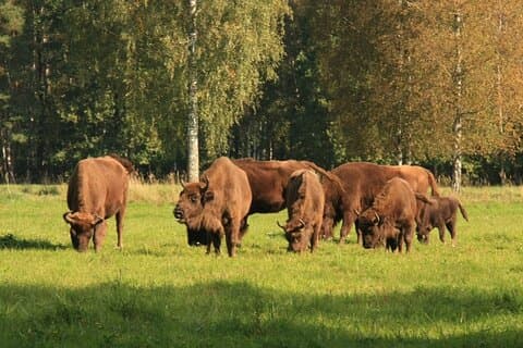 Litauen Landsbyopplevelse Linne Forbudte bøker Natur