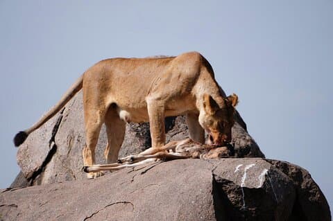 3 Days Safari Tanzania Adventures