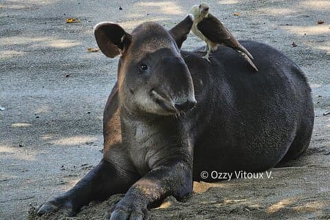 Vandretur i Corcovado National Park