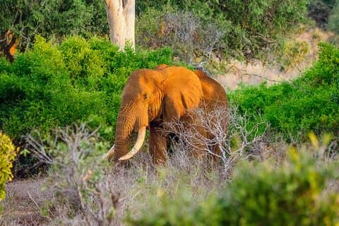3 day Diani Beach To Tsavo East & West