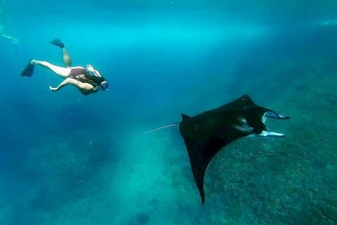 Snorkeling with Manta Rays in Nusa Penida