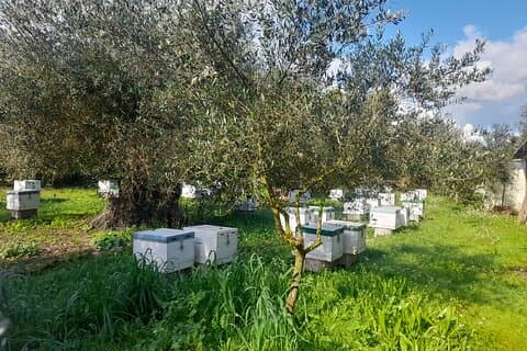 Unique In Corfu: Private Traditional Tastings and Beach Tour