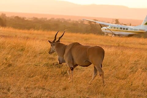 En dag av upptäcktsfärder i Tanzania Selous från Zanzibar