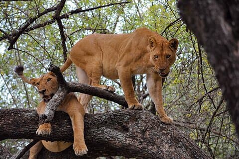 11-dages Tanzania Bush og Zanzibar Paradise Island Tour