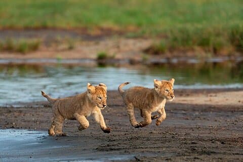 8 Day Wild & Beach Escape Safari Thrills & Zanzibar Bliss