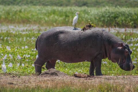 En dagsafari i Akagera Nationalpark