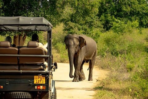 Visite privée de Unawatuna à Ella avec Safari Udawalawe