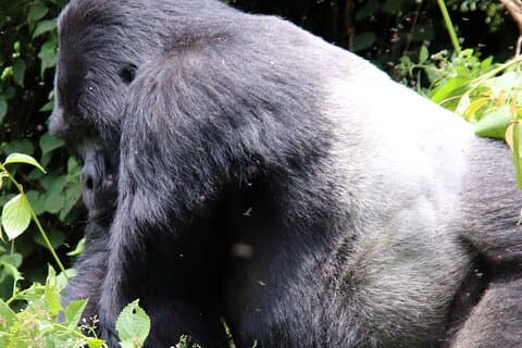 12-dagers Big 5, Chimp og Gorilla Trekking Safari