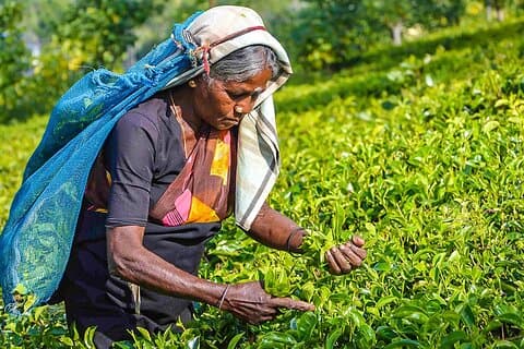Private 8-Day Best Sri Lanka Tour