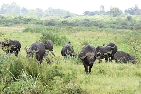 Visite privée du parc national de Nairobi Game Drive