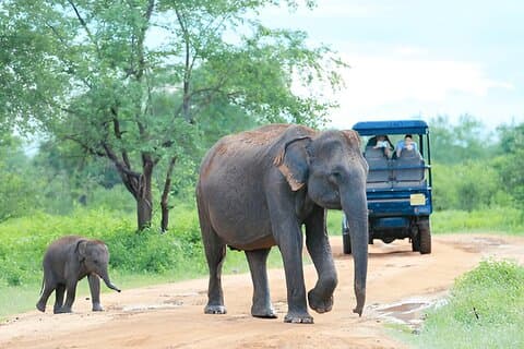 Visite privée d'Ella à Weligama avec Safari Udawalawe