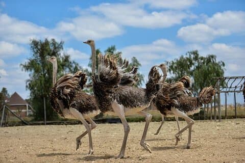 Visita guiada de un día a la granja de avestruces de Masai desde Nairobi