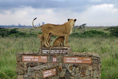 Hotéis próximos a: Nairobi National Park Wildlife Day Safari
