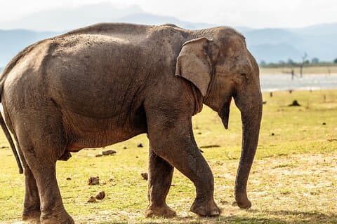 Privat tur från Mirissa till Ella med Udawalawe Safari