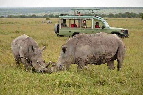 Excursão de um dia em Nairobi Ol Pejeta Conservancy