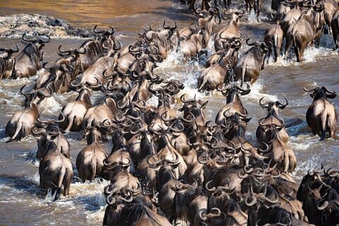Wild Serengeti 4 Unvergessliche Tage