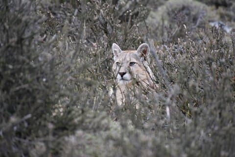 Exclusive 3 days Private Fauna Sighting.