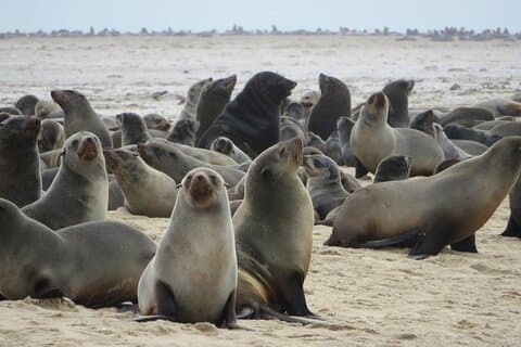 Etosha NP og Swakopmund Safari 4 dager / 3 netter (Campingplass)