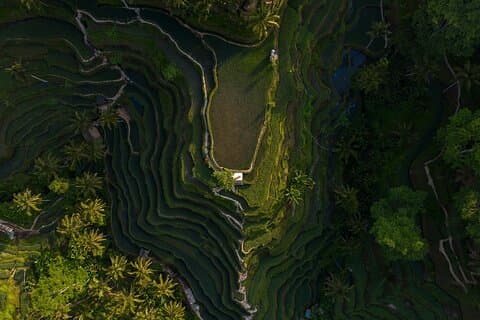 Best Day Tour - #1 Ubud Top Attraction
