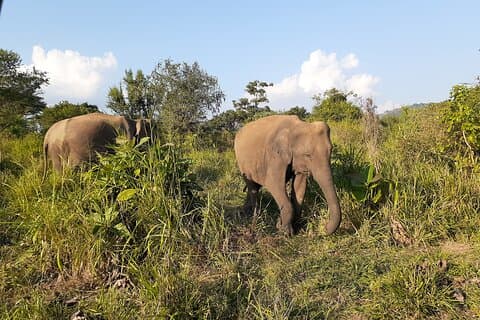 Yala National Park - Shared Jeep Safari Adventure
