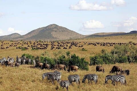 Safari privé guidé Maasai Mara 3 jours, 2 nuits