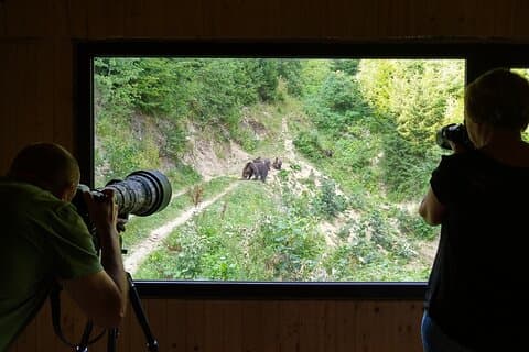 Wander- und Bärenbeobachtungserlebnis in freier Wildbahn