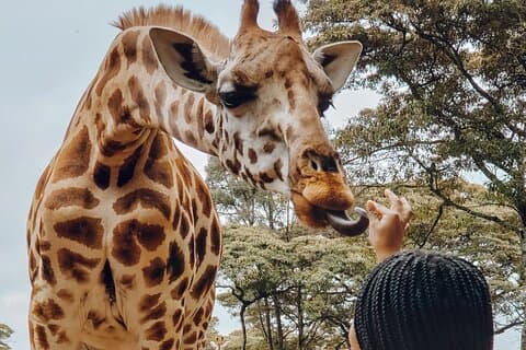 6Days Giraffe Center Lake Naivasha Hells Gate e Masai Mara Tour