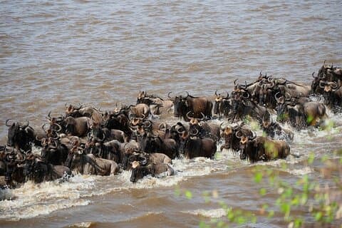 3 Tage Maasai Mara Große Wanderungssafari ab Nairobi