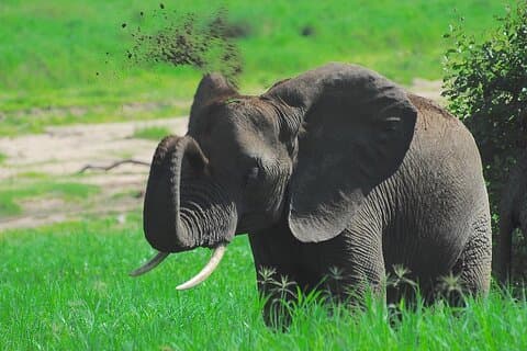 Escursione di un giorno a Tarangire Elephant Encounter