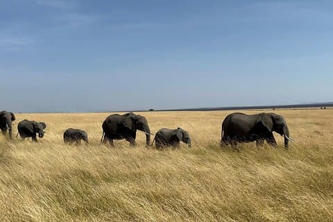 Amboseli day trip with pick up