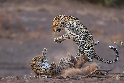 Yala Leopard Safari – Expressway Transfer, Jeep og indgang inkluderet