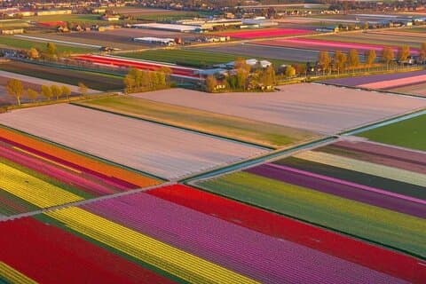 Tulipaner og vindmøller Privat tur fra Amsterdam