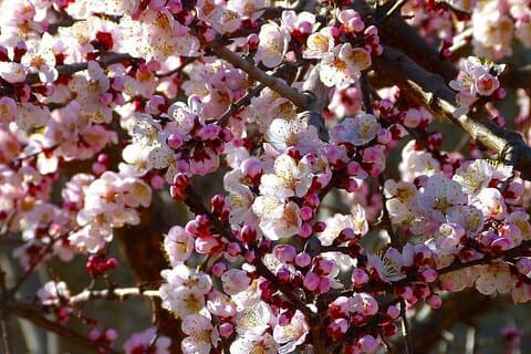 13-daagse Hunza Cherry Blossom Tours | 2025 | BOEK NU