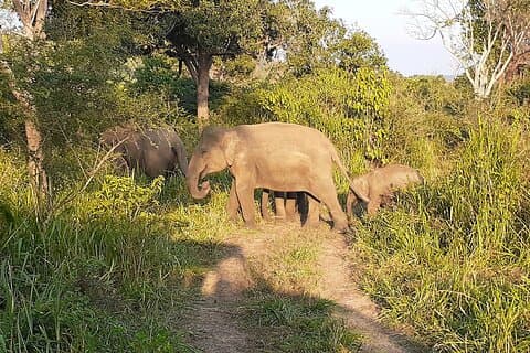Yala Safari - Shared Tour