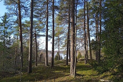 Helsingfors: Reparativ skogsupplevelse på Seurasaari