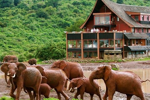 11 Tage Kenya Lodge Urlaubssafari