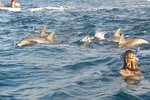 Dolphin House Snorkling Havstur, lunch och transfer : Hurghada