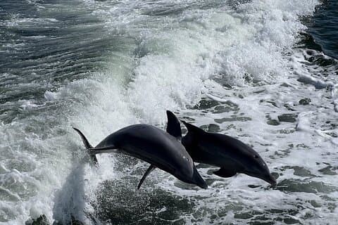 Tropical Tides Scenic Day Cruise - Public