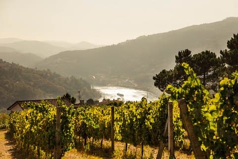 Porto : Douro Valley Exklusivt grönt vin Liten grupptur