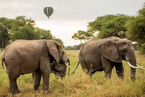 Safari privado de 4 dias para Serengeti e Ngorongoro