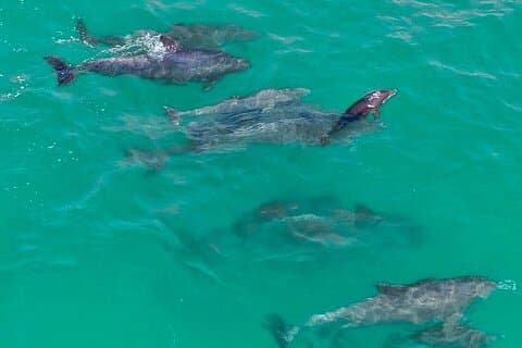 2 Passenger Jet Ski Dolphin Tour from Gilligan’s Watersports