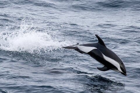 Alta Fjord: Whale Safari Experience